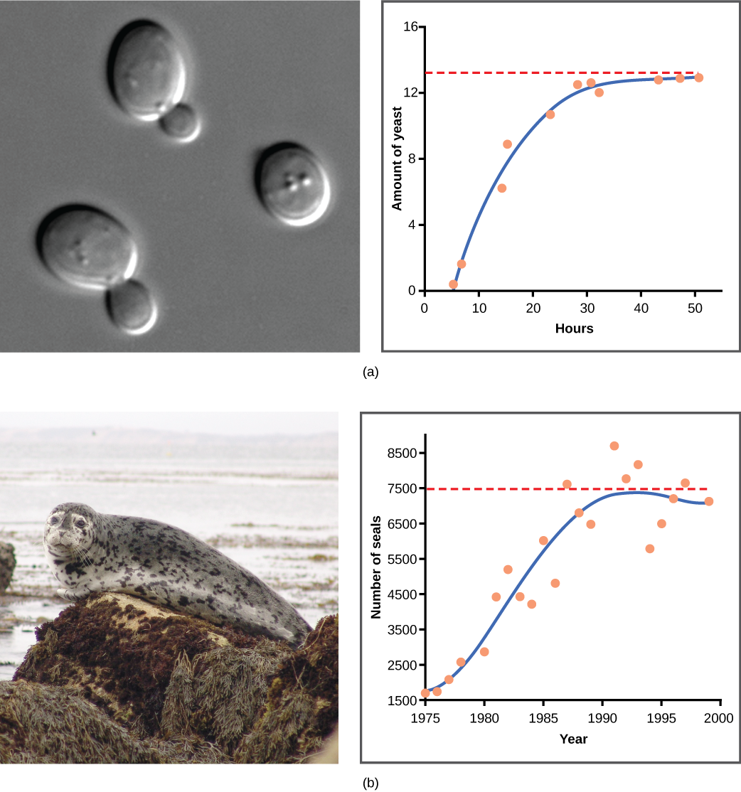 Graph (a) plots amount of yeast versus time of growth in hours. The curve rises steeply, and then plateaus at the carrying capacity. Data points tightly follow the curve. Graph (b) plots the number of harbor seals versus time in years. Again, the curve rises steeply then plateaus at the carrying capacity, but this time there is much more scatter in the data. A micrograph of yeast cells, which are oval in shape, and a photo of a harbor seal are shown.