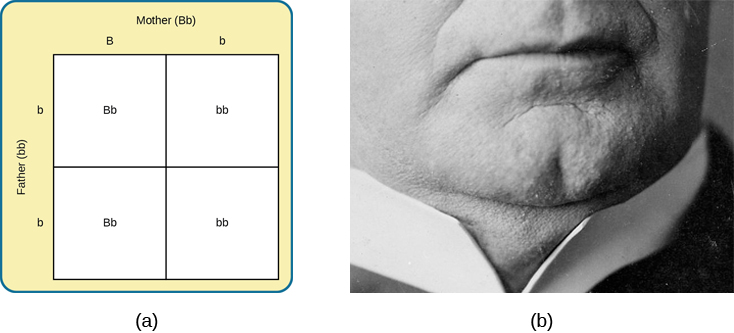 Image (a) is a Punnett square showing the four possible combinations (Bb, bb, Bb, bb) resulting from the pairing of a bb father and a Bb mother. Image (b) is a close-up photograph showing a cleft chin.