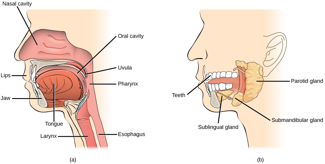 Illustration A shows the parts of the human oral cavity. The tongue rests in the lower part of the mouth. The flap that hangs from the back of the mouth is the uvula. The airway behind the uvula, called the pharynx, extends up to the nostrils and down to the esophagus, which begins in the neck. Illustration B shows the two salivary glands, which are located beneath the tongue, the sublingual and the submandibular. A third salivary gland, the parotid, is located behind the pharynx.