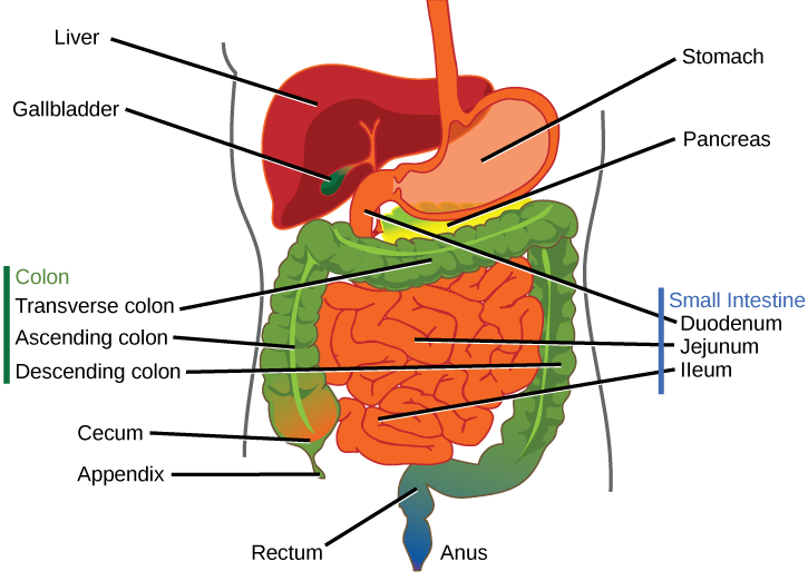 Illustration shows the human lower digestive system, which begins with the stomach, a sac that lies above the large intestine. The stomach empties into the small intestine, which is a long, highly folded tube. The beginning of the small intestine is called the duodenum, the long middle part is called the jejunum, and the end is called the ileum. The ileum empties into the large intestine on the right side of the body. Beneath the junction of the small and large intestine is a small pouch called the cecum. The appendix is at the bottom end of the cecum. The large intestine travels up the left side of the body, across the top of the small intestine, then down the right side of the body. These parts of the large intestine are called the ascending colon, the transverse colon and the descending colon, respectively. The large intestine empties into the rectum, which is connected to the anus. The pancreas is sandwiched between the stomach and large intestine. The liver is a triangular organ that sits above and slightly to the right of the stomach. The gallbladder is a small bulb between the liver and stomach.