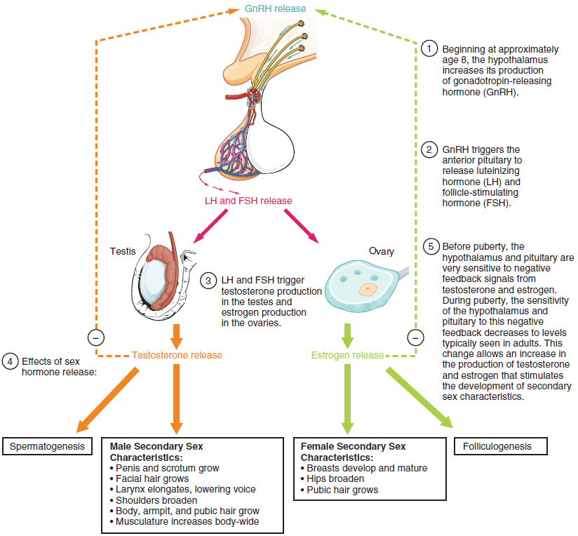 This flow chart shows the different hormones and the organs they act on at the onset of puberty. The hypothalamus is shown on top. The right half of the flowchart shows the hormones in females and the left half shows the hormones in males.