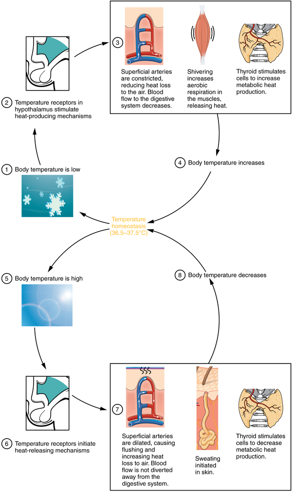 This figure shows the pathways in which body temperature is controlled by the hypothalamus.