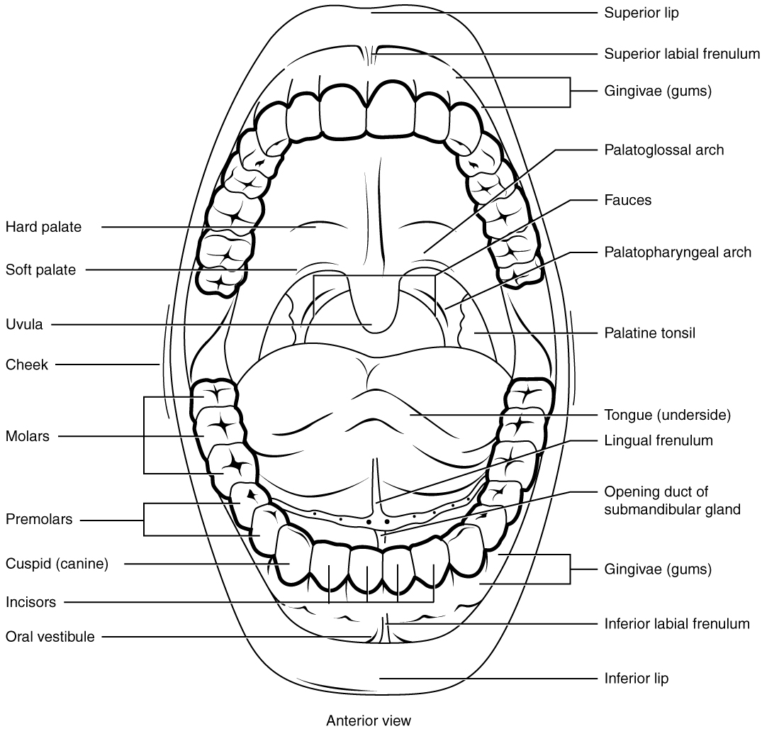 This diagram shows the structure of the mouth. The teeth, lips, tongue, gums and many other parts are labeled.