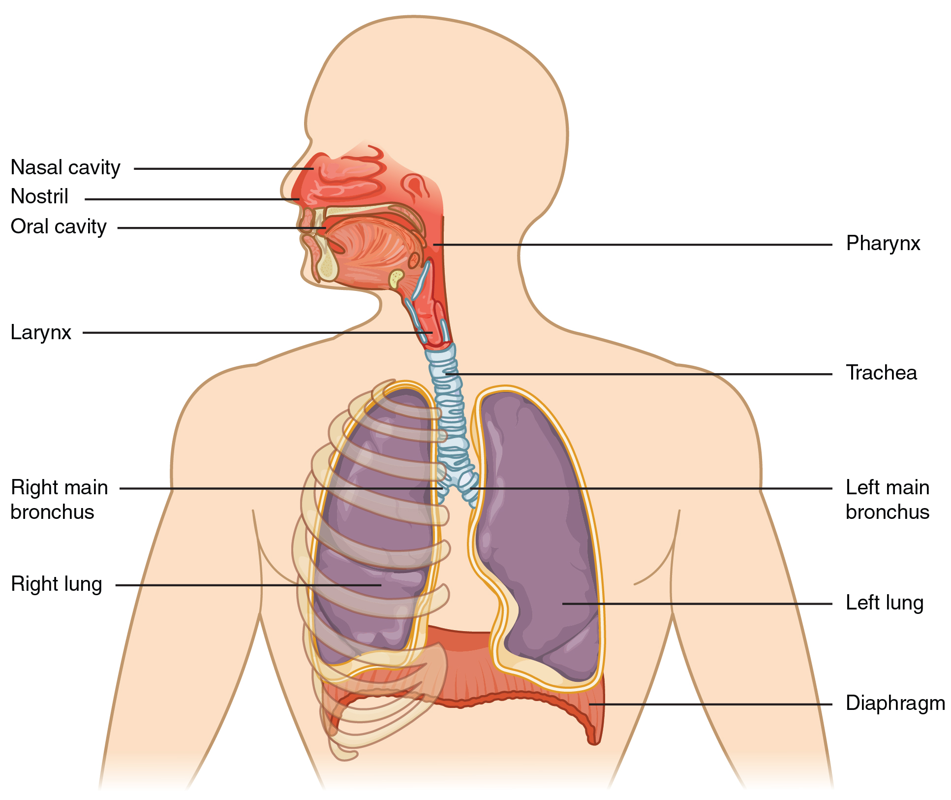 This figure shows the upper half of the human body. The major organs in the respiratory system are labeled.