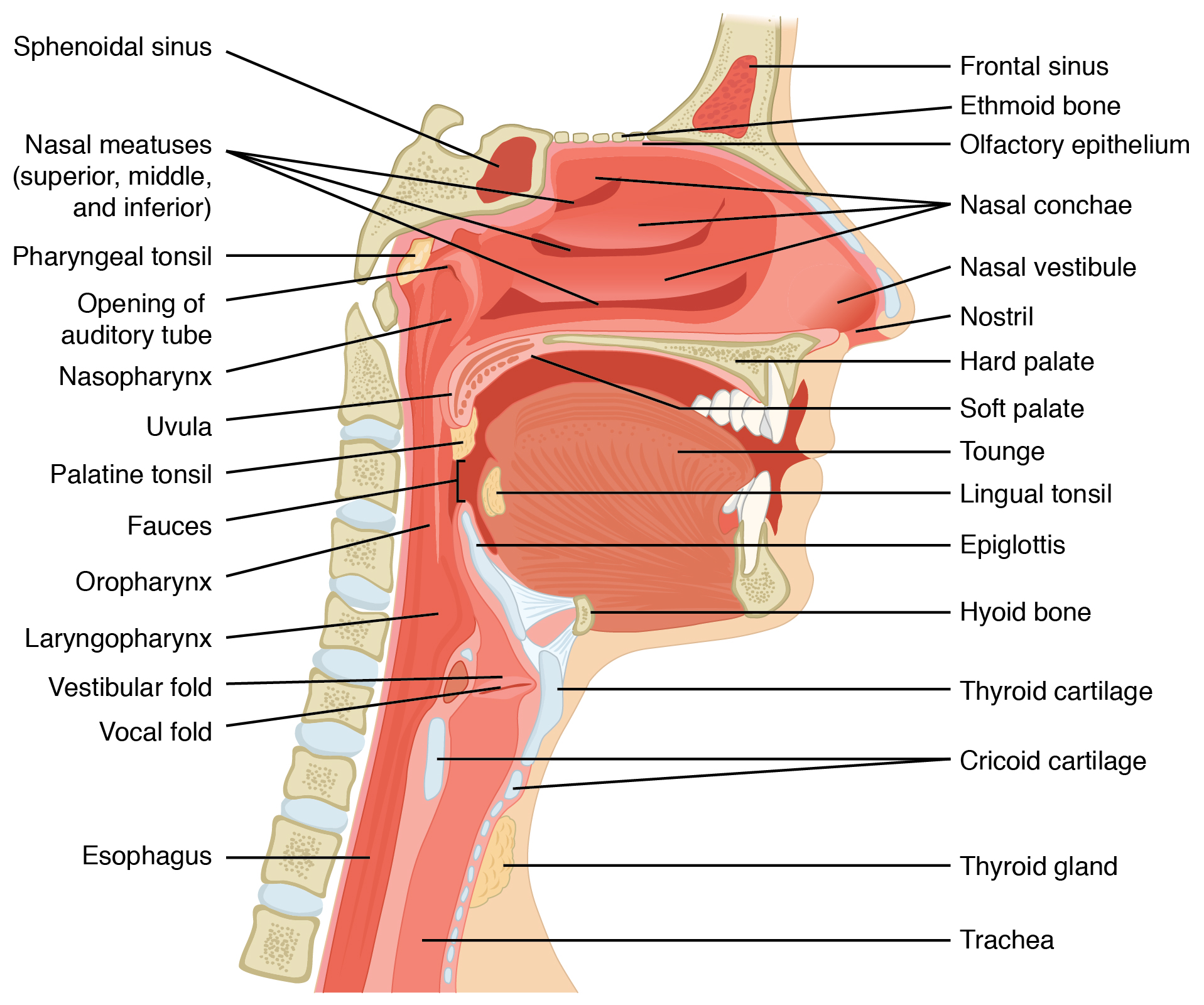 This figure shows a cross section view of the nose and throat. The major parts are labeled.