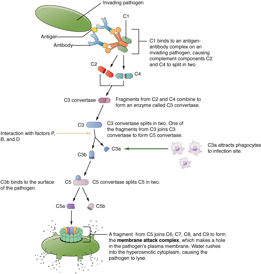 This flow chart shows an invading pathogen and the series of events that results in the complement cascade and function.