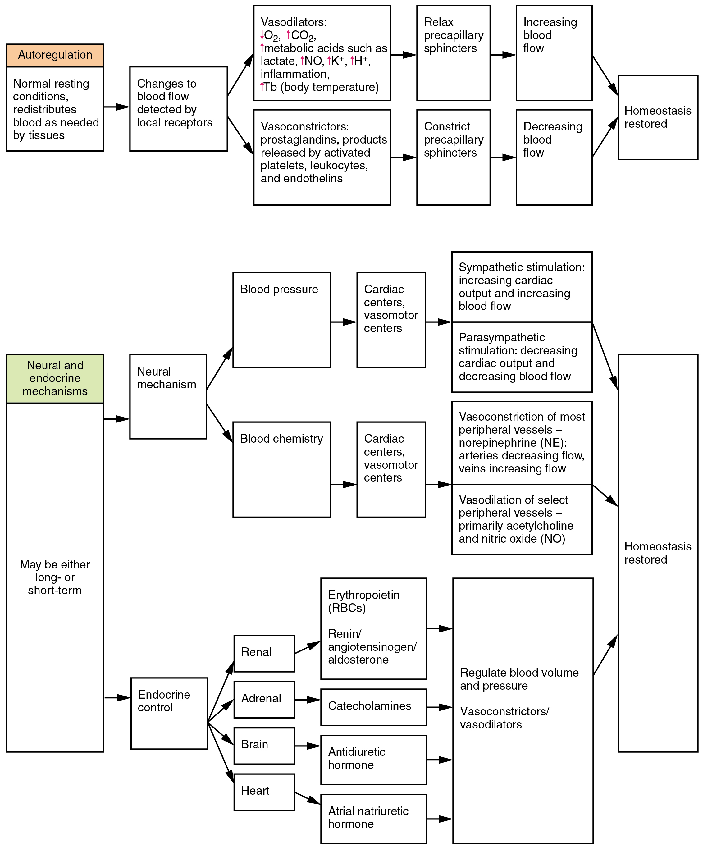 This flowchart shows the various factors that control the flow of blood. The top panel focuses on autoregulation, and the bottom panel focuses on neural and endocrine mechanisms.