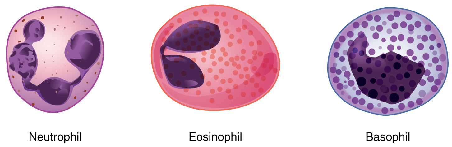 The  left image shows a neutrophil, the middle image shows an eosinophil, and the right image shows a basophil.