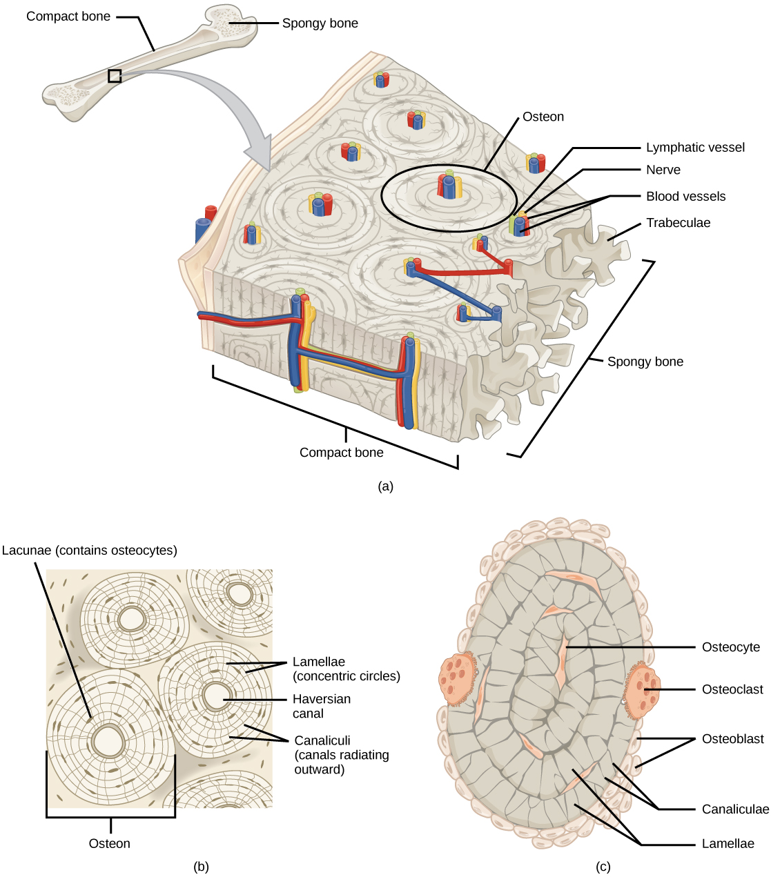  Illustration A shows a cross section of a long bone with wide protrusions at either end. The outer part is compact bone. Inside the compact bone is porous spongy bone made of web-like trabreculae. The spongy bone fills the wide part at either end of the bone. In the middle, a hollow exists inside the spongy bone. Illustration B shows several circular osteons clustered together in compact bone. At the hub of each osteon is an opening called the Haversian canal filled with blood and lymph vessels and nerves. The lamellae surrounding the Haversian canal resemble tree rings.  Lacunae are wide spaces in the rings between the lamellae. Microchannels called canaliculi radiate through the rings out from the central Haversian canal, connecting the lacunae together. Illustration C shows small osteoclasts surrounding the outside of bone. Larger osteoclasts are also on the outer surface, forming a hollow in the bone. Osteocytes are long, thin cells in the lacunae.