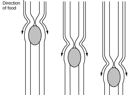 Photo shows food moving down the esophagus, which is a muscular tube. Muscles constrict behind the food. The constriction moves down, pushing the food ahead of it, from the mouth to the stomach.