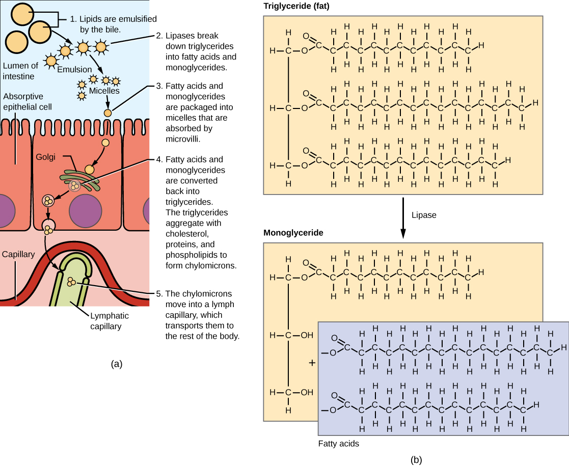 Illustration shows a row of absorptive epithelial cells that line the intestinal lumen. Hair-like microvilli project into the lumen. On the other side of the epithelial cells are capillaries and lymphatic vessels. In the intestinal lumen, lipids are emulsified by the bile. Lipases break down fats, also known as triglycerides, into fatty acids and monoglycerides. Fats are made up of three fatty acids attached to a 3-carbon glycerol backbone. In monoglycerides, two of the fatty acids are removed. The emulsified lipids form small, spherical particles called micelles that are absorbed by the epithelial cells. Inside the epithelial cells the fatty acids and monoglyerides are reassembled into triglycerides. The triglycerides aggregate with cholesterol, proteins, and phospholipids to form spherical chylomicrons. The chylomicrons are moved into a lymph capillary, which transports them to the rest of the body.