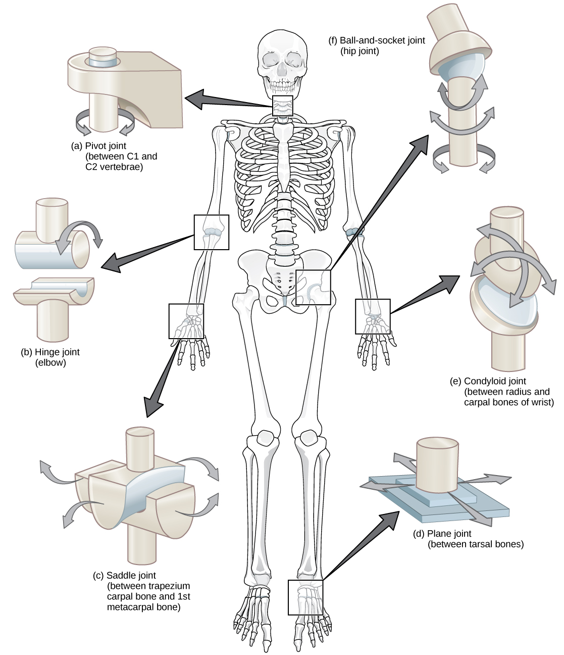  Illustration shows joints of the body. The neck is a pivot joint that allows rotation. The hip is a ball-and-socket joint that allows a swiveling movement. The elbow is a hinge joint that allows movement in one direction. The wrist has a saddle joint to allow back-and forth-movement, and a condyloid joint to allow up-and-down movement. The tarsals of the foot have a plane joint that allows back-and-forth movement.