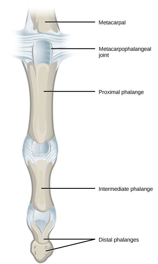 Illustration shows the metacarpophalangeal joint that joins the metacarpal of the hand to a finger.