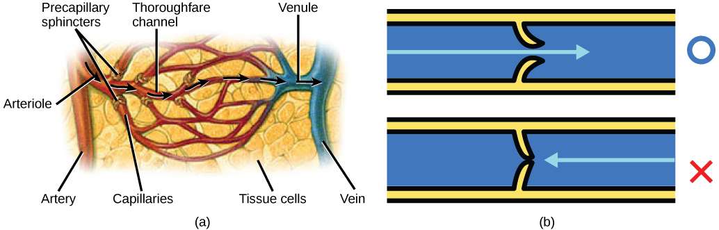 Illustration A shows an artery branching off into an arteriole, which branches into a capillary bed. The start of each capillary has a sphincter regulating flow through it. The capillaries converge into a venule, which joins a vein. Part B shows a valve in a blood vessel. The valve is slightly curved such that flow in one direction pushes it open, while flow in the other direction pushes it closed.