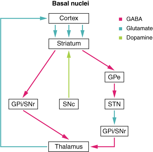 This flowchart shows the connection between the different regions of the brain such as the cortex, striatum and the thalamus.