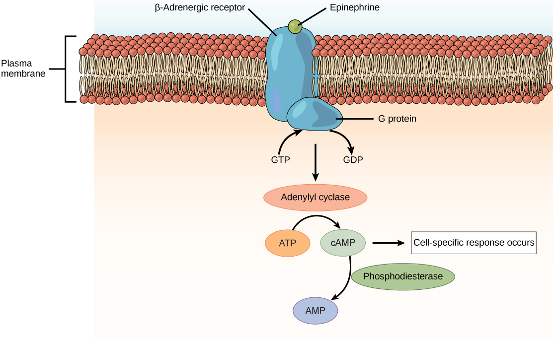 Illustration shows epinephrine bound to the extracellular surface of a beta-adrenergic receptor. A G-protein associated with the intracellular surface of the receptor is activated when the GDP associated with it is replaced with GTP. The G protein activates the enzyme adenylyl cyclase, which converts ATP to cAMP, triggering a cellular response.