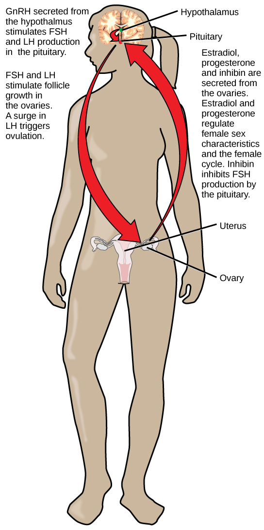 The hypothalamus secretes GnRH, which stimulates secretion of FSH and LH from the pituitary. The hypothalamus and pituitary are both found in the brain. FSH and LH stimulate follicle growth in the ovaries, and a surge in LH triggers ovulation. The two ovaries, which are located on either side of the uterus, secrete estradiol, progesterone, and inhibin. Estrodiol and progesterone regulate female sex characteristics and the menstrual cycle. Inhibin inhibits FSH production by the pituitary in a negative feedback loop.