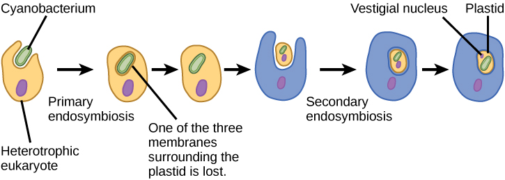 According to the secondary endosymbiosis theory, plastids in modern chlorarachniophytes arose via two endosymbiotic events. In the first event, a cyanobacterium was engulfed by a heterotrophic eukaryote. Cyanobacteria have two membranes and the endosymbiosis event gave rise to a third membrane. One of these membranes was lost. Then, in a second endosymbiotic event, the cell was engulfed by another cell. The first cell became a plastid, an organelle with a vestigial nucleus and an organelle membrane inside it; thus, the plastid has the appearance of a cell within a cell.