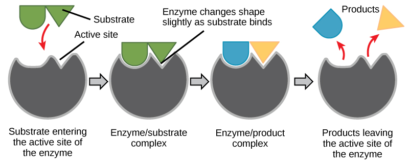 In this diagram, a substrate binds the active site of an enzyme and, in the process, both the shape of the enzyme and the shape of the substrate change. The substrate is converted to product, which leaves the active site.