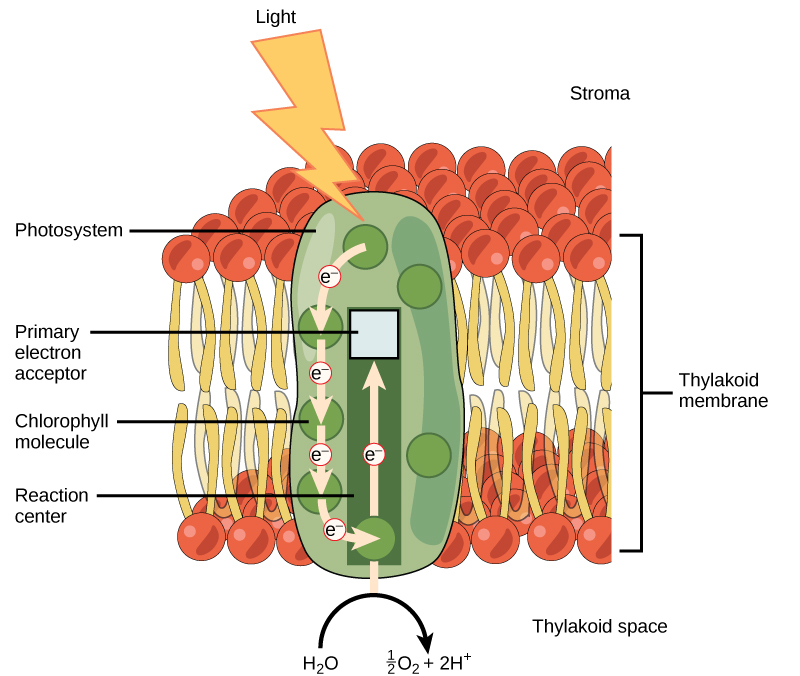 This illustration shows photosystem II, which has a light-harvesting complex surrounding the reaction center. Chlorophyll molecules are found in the light-harvesting complex. In the reaction center, an excited electron is passed to the primary electron acceptor. A molecule of water is split, releasing one oxygen, two protons, and an electron. The electron replaces the one donated to the primary electron acceptor.