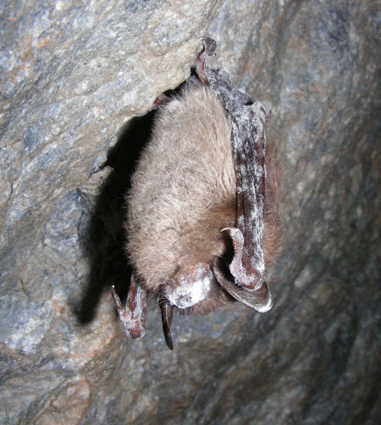  Photo shows a bat hanging from the roof of a cave. The bat has a powdery white residue on its head and wings.