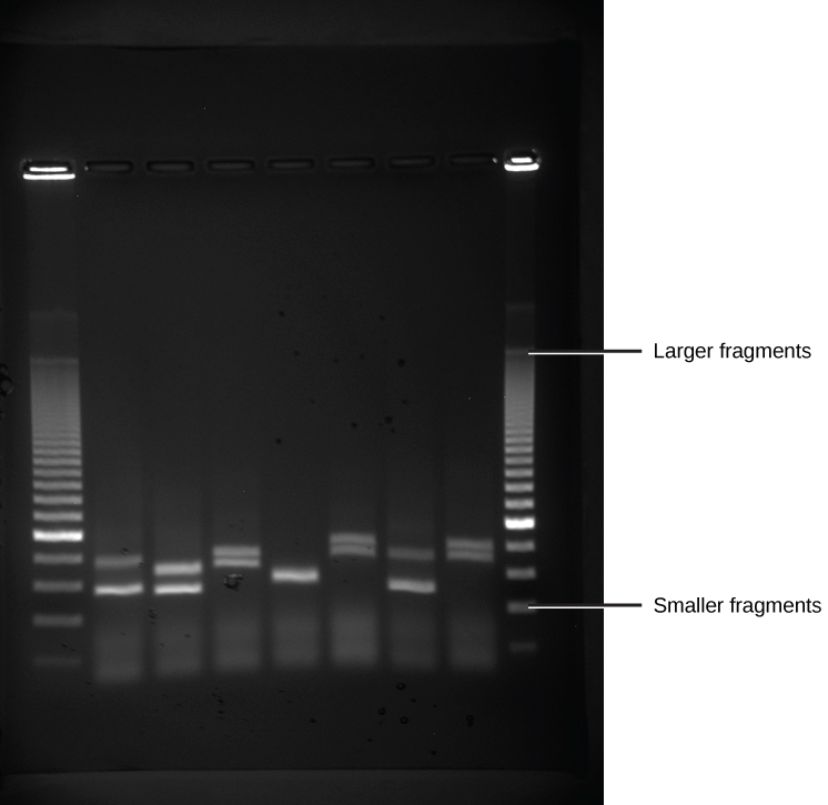 Photo shows a black background with 9 faint gray vertical bands (lanes). In those bands are horizontal white slightly blurry bands of varying thicknesses and brightness. The faint gray lanes on the left and right edges have a lot of horizontal bands, and the 7 in the middle have only a few each, in different positions.