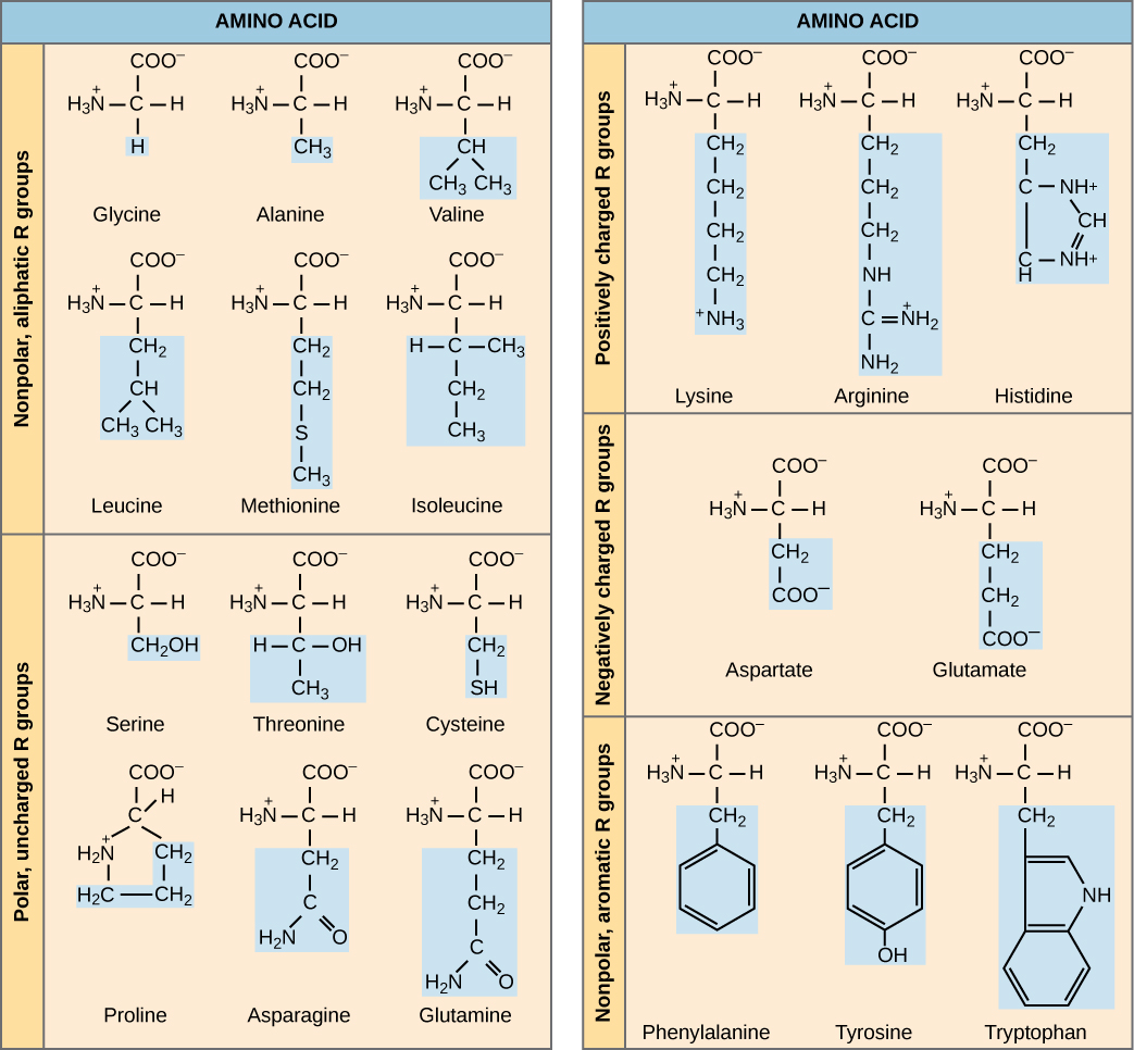 Structures of the twenty amino acids are given. Six amino acids—glycine, alanine, valine, leucine, methionine, and isoleucine—are non-polar and aliphatic, meaning they do not have a ring. Six amino acids—serine, threonine, cysteine, proline, asparagine, and glutamate—are polar but uncharged. Three amino acids—lysine, arginine, and histidine—are positively charged. Two amino acids, glutamate and aspartate, are negatively charged. Three amino acids—phenylalanine, tyrosine, and tryptophan—are nonpolar and aromatic.