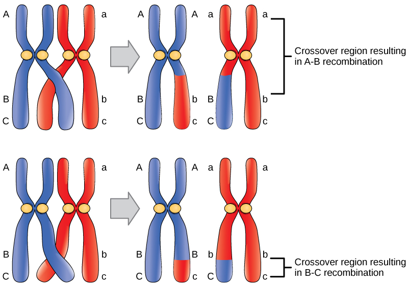 A homologous pair of chromosomes has three genes, named A, B, and C. Gene A is located near the top of the chromosome, and genes B and C are located close together near the bottom. Each chromosome has different A, B, and C alleles. The alleles may recombine if a crossover occurs between them, so that genetic material from one chromosome is swapped with another. Genes A and B are far apart on the chromosome such that a crossover event occurring almost anywhere in the chromosome will result in the recombination of alleles for these genes. Genes B and C are much closer together, so only crossovers occurring in a very narrow region will result in recombination of these genes.