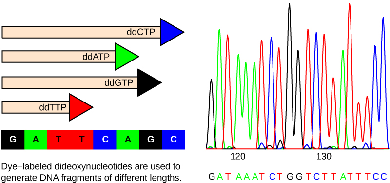 The left part of this illustration shows a parent strand of DNA with the sequence GATTCAGC, and four daughter strands, each of which was made in the presence of a different dideoxynucleotide: ddATP, ddCTP, ddGTP, or ddTTP. The growing chain terminates when a ddNTP is incorporated, resulting in daughter strands of different lengths. The right part of this image shows the separation of the DNA fragments on the basis of size. Each ddNTP is fluorescently labeled with a different color so that the sequence can be read by the size of each fragment and its color. 