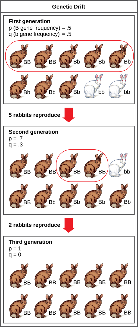  A population has 10 rabbits. 2 of these rabbits are homozygous dominant for the B allele and have brown coat color. 6 are heterozygous and also have brown coat color. Two are homozygous recessive and have white coat color. The frequency of the capital B allele, p, is .5 and the frequency of the small b allele, q, is also .5.Only 5 of the rabbits, including 2 homozygous dominant and 3 heterozygous individuals, produce offspring. 5 of the resulting offspring are homozygous dominant, 4 are heterozygous, and 1 is homozygous recessive. The frequency of alleles in the second generation is p=.7 and q=.3. Only 2 rabbits in the second generation produce offspring, and both of these are homozygous dominant. As a result, the recessive small b allele is lost in the third generation, and all of the rabbits are heterozygous dominant with brown coat color.