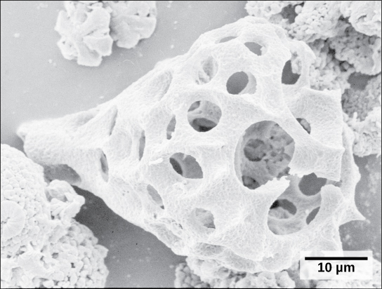 The micrograph shows a tear drop-shaped white structure reminiscent of a shell. The structure is hollow and perfused with circular holes.