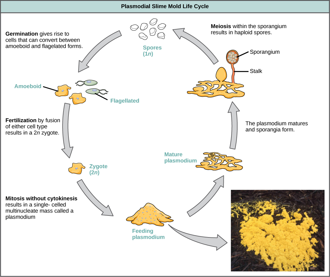  Illustration shows the plasmodium slime mold life cycle, which begins when 1n spores germinate, giving rise to cells that can convert between amoeboid and flagellated forms. Fertilization of either cell type results in a 2n zygote. The zygote undergoes mitosis without cytokinesis, resulting in a single-celled, multinucleate mass visible to the naked eye. A photo inset shows that the plasmodium is bright yellow and looks like vomit. As the plasmodium matures, holes form in the center of the mass. Stalks with bulb-shaped sporangia at the top grow up from the mass. Spores are released when the sporangia burst open, completing the cycle.