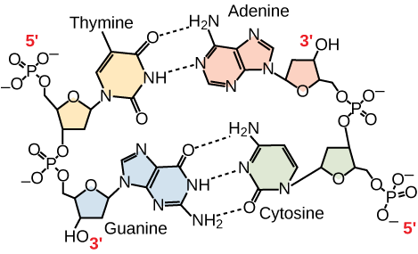 Hydrogen bonding between thymine and adenine and between guanine and cytosine is shown. Thymine forms two hydrogen bonds with adenine, and guanine forms three hydrogen bonds with cytosine. The phosphate backbones of each strand are on the outside and run in opposite directions.