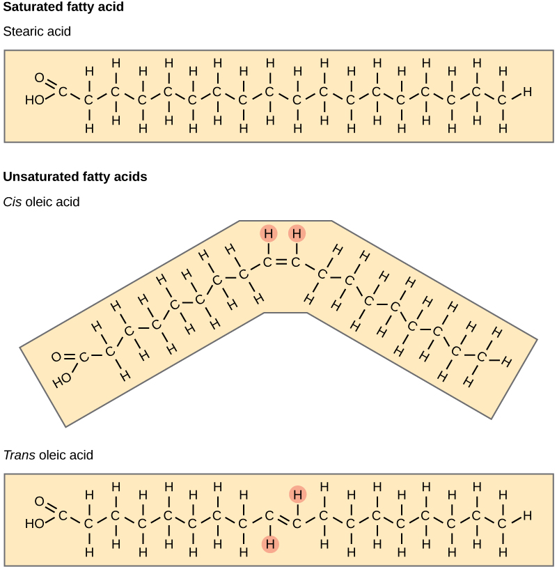 A comparison of saturated and unsaturated fatty acids is shown. Stearic acid, a saturated fatty acid, has a hydrocarbon chain seventeen residues long attached to an acetyl group. Oleic acid also has a seventeen-residue hydrocarbon chain, but a double bond exists between the eighth and ninth carbon in the chain. In cis oleic acid, the hydrogens are on the same side of the double bond. In trans oleic acid, they are on opposite sides.