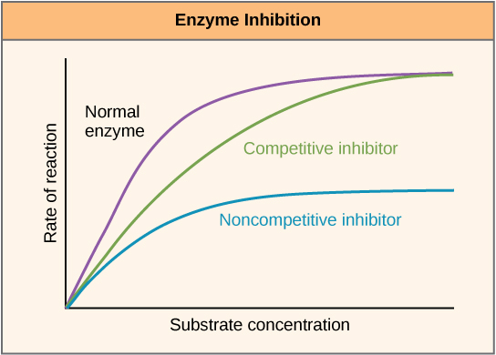 This plot shows rate of reaction versus substrate concentration for an enzyme in the absence of inhibitor, and for enzyme in the presence of competitive and noncompetitive inhibitors. Both competitive and noncompetitive inhibitors slow the rate of reaction, but competitive inhibitors can be overcome by high concentrations of substrate, whereas noncompetitive inhibitors cannot.