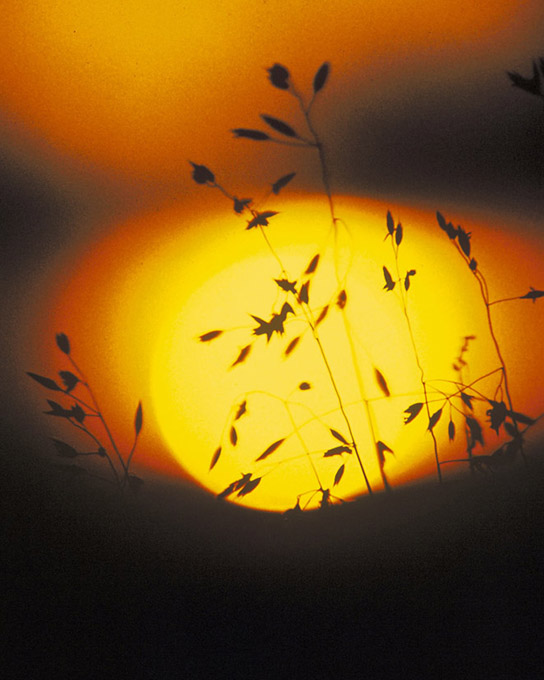 A photo shows the silhouette of a grassy plant against the sun at sunset.