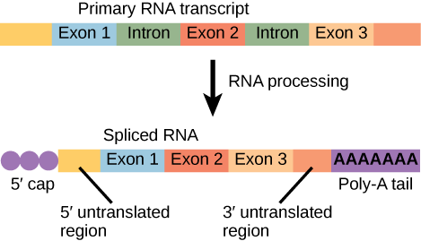 An illustration shows that before RNA processing, there is a primary RNA transcript including five boxes labeled, left to right, as exon 1, intron, exon 2, intron, and exon 3. After RNA processing, there is a spliced RNA with these parts, left to right: a 5' cap, a 5' untranslated region, exon 1, exon 2, exon 3, a 3' untranslated region, and a poly-a tail.