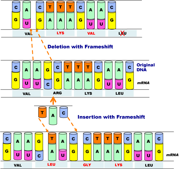 Examples of Frameshift effects from insertion and deletion mutations