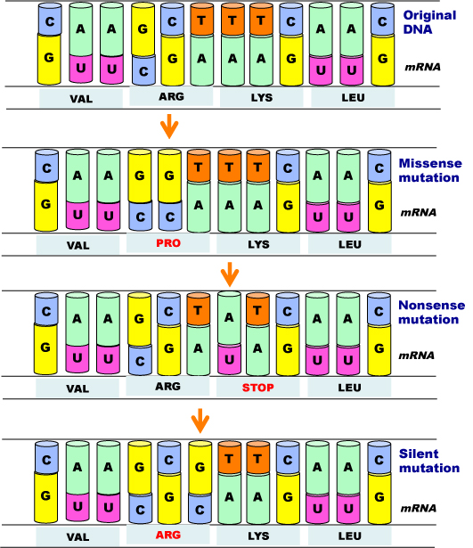 Examples of Normal, Missense, Nonsense, and Silent effects from single base mutations