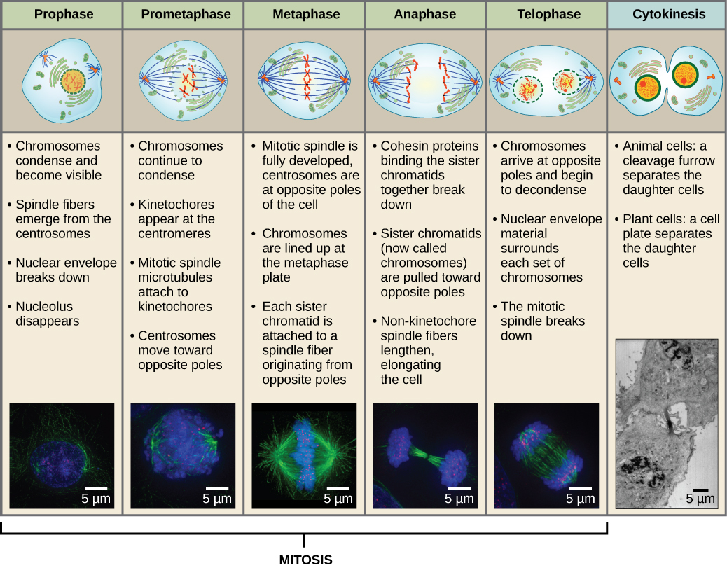 This diagram shows the five phases of mitosis, and cytokinesis. During prophase, the chromosomes condense and become visible, spindle fibers emerge from the centrosomes, the centrosomes move toward opposite poles, and the nuclear envelope breaks down. During prometaphase, the chromosomes continue to condense and kinetochores appear at the centromeres. Mitotic spindle microtubules attach to the kinetochores. During metaphase, the centrosomes are at opposite poles of the cell. Chromosomes line up at the metaphase plate and each sister chromatid is attached to spindle fibers originating from the opposite poles. During anaphase, the centromeres split in two. The sister chromatids, which are now called chromosomes, move toward opposite poles of the cell. Certain spindle fibers lengthen, elongating the cell. During telophase, the chromosomes arrive at the opposite poles and begin to decondense. The nuclear envelope re-forms. During cytokinesis in animals, a cleavage furrow separates the two daughter cells. In plants, a cell plate—the precursor to a new cell wall—separates the two daughter cells.