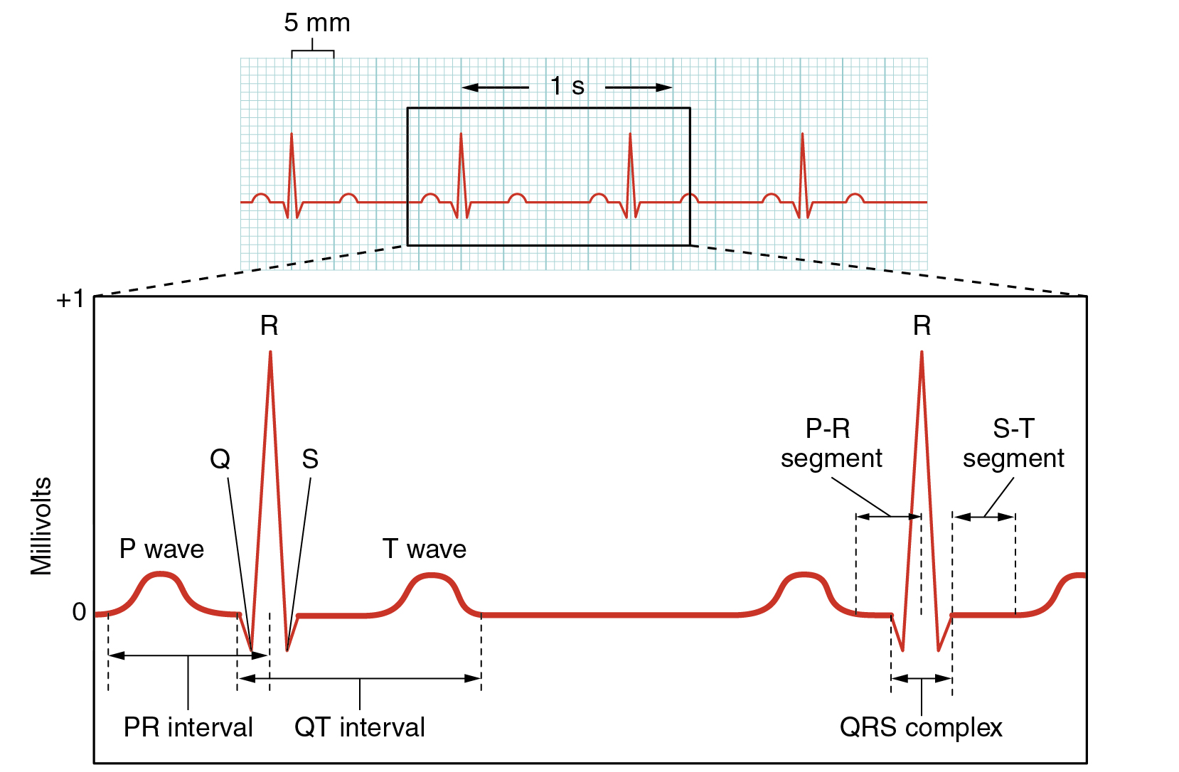 This figure shows a graph of millivolts over time and the heart cycles during an ECG.