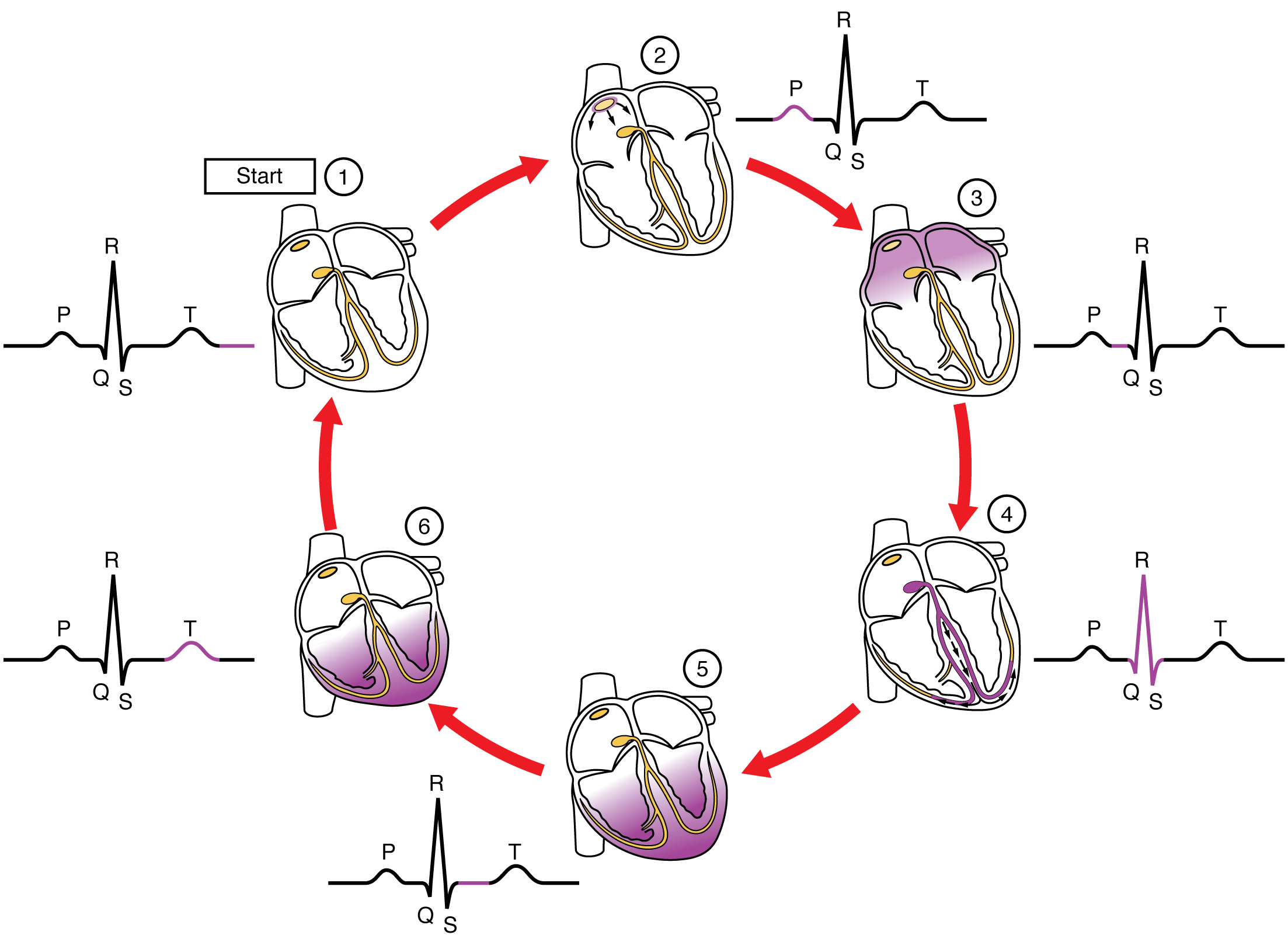 This diagram shows the different stages of heart contraction and relaxation along with the stages in the QT cycle.