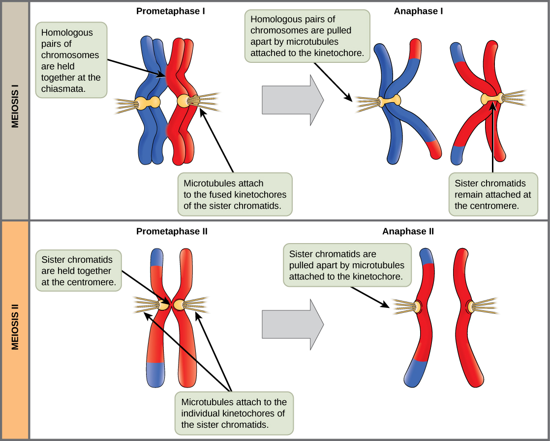 This illustration compares chromosome alignment in meiosis I and meiosis II. In prometaphase I, homologous pairs of chromosomes are held together by chiasmata. In anaphase I, the homologous pair separates and the connections at the chiasmata are broken, but the sister chromatids remain attached at the centromere. In prometaphase II, the sister chromatids are held together at the centromere. In anaphase II, the centromere connections are broken and the sister chromatids separate.