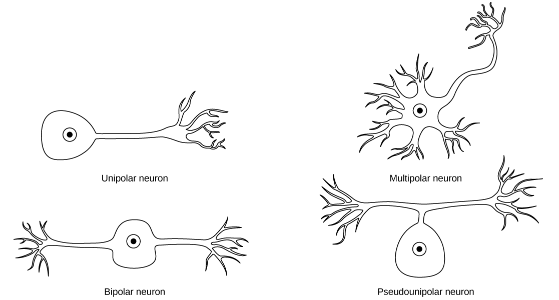 The unipolar cell has a single, long axon extending from the cell body. The bipolar neuron has two axons projecting from opposite sides of the cell body. The multipolar neuron has one long axon and several short, highly branched axons extending in all directions. The pseudounipolar neuron has one axon that forms two branches a short distance from the cell body, each of which extends in a different direction.