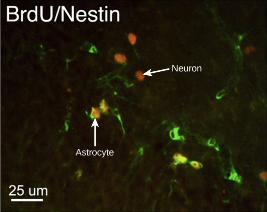 In the micrograph, several cells are fluorescently labeled green only. Three cells are labeled red only, and four cells are labeled green and red. The cells labeled green and red are astrocytes, and the cells labeled red are neurons. The neurons are oval and about ten microns long. Astrocytes are slightly larger and irregularly shaped.