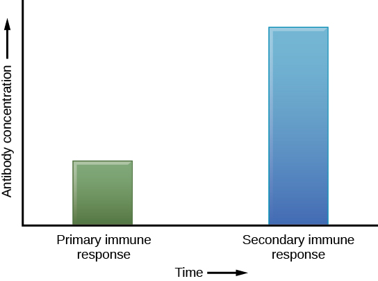 Bar graph plots antibody concentration versus primary and secondary immune response. During the primary immune response, a low concentration of antibody is produced. During the secondary immune response, about three times as much antibody is produced.