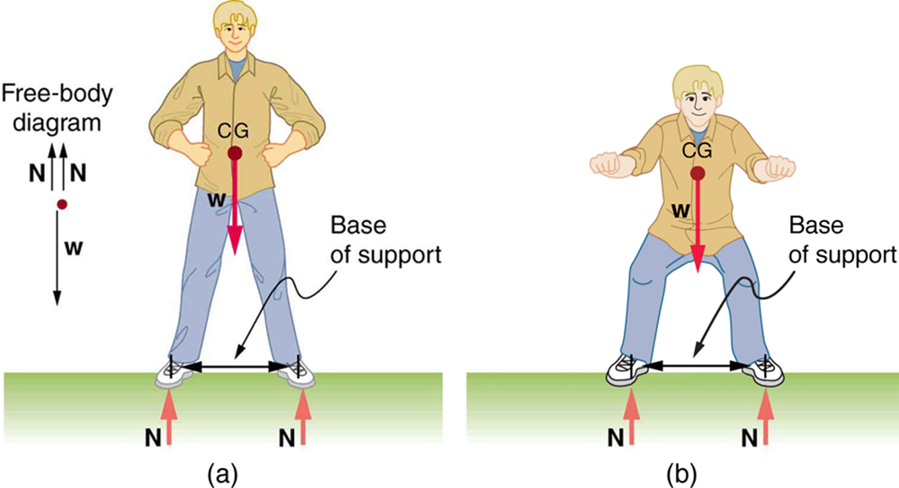 Part a of the figure shows a man standing on the ground. The feet are a shoulder-width apart from each other. The weight W of the man is acting at the center of gravity of the body of the man. Two normal reactions N each are shown acting on the feet of the man. The distance between the feet of the man is marked as the base of support. A free body diagram is also shown on the left side of the figure.  Part b of the figure shows a man standing upright with his knees bent. The feet are a distance apart from each other. The weight W of the man is acting at the center of gravity of the body of the man. Two normal reactions N each are shown acting on the feet of the man. The distance between the feet of the man is marked as the base of support.