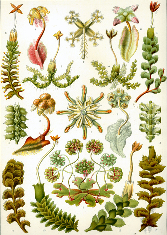  The illustration shows a variety of liverworts, which all share a branched, leafy structure.