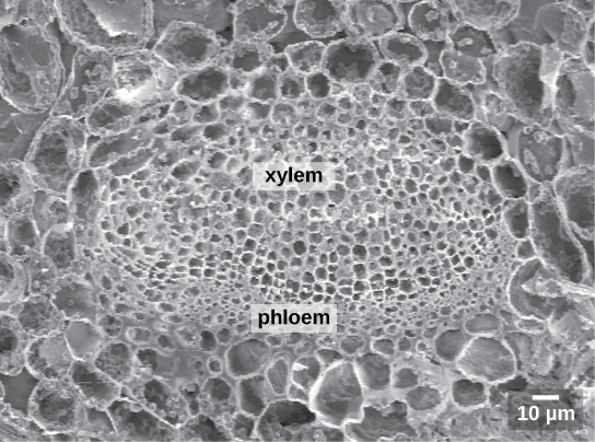  The scanning electron micrograph shows an oval vascular bundle. Small phloem cells make up the bottom of the bundle, and larger xylem cells make up the top. The bundle is surrounded by a ring of larger cells.