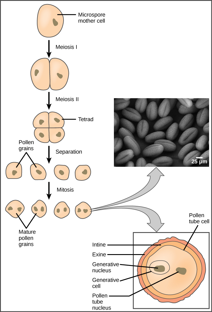  Illustration shows the formation of pollen from a microspore mother cell. The mother cell undergoes meiosis to form a tetrad of cells, which separate to form the pollen grains. The pollen grains undergo mitosis without cytokinesis, resulting in four mature pollen grains with two nuclei each. One is called the generative nucleus, and the other is called the pollen tube nucleus. Two projective layers form around the mature pollen grain, the inner intine and the outer exine. Micrograph shows a pollen grain, which looks like puffed wheat.